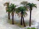 snow-palms.jpg