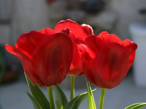 Back-lit Tulips