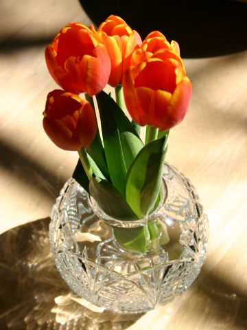 fire tulip