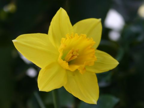 first daffodil