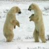 polar bears