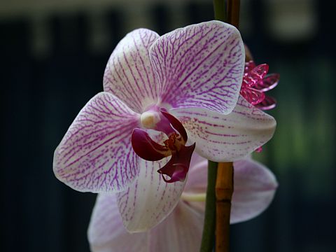 valentine-orchid