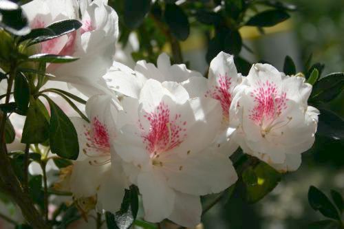 freckled-azaleas.jpg