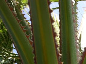 palm-thorns1.jpg