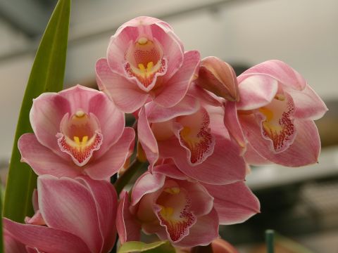 pink-orchids