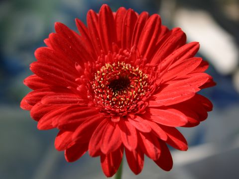 gerbera