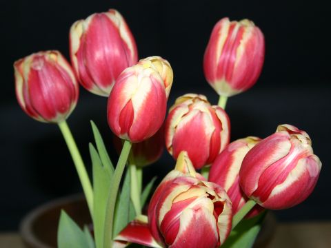 red-tulips.jpg