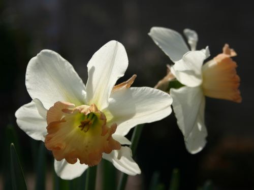 daffodil