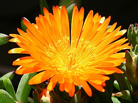 yellow-iceplant.jpg