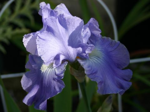 bearded-iris.jpg