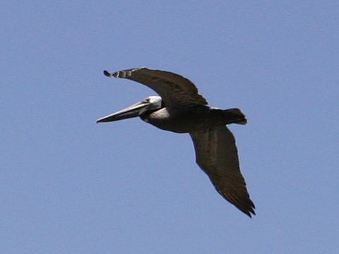 brown-pelican