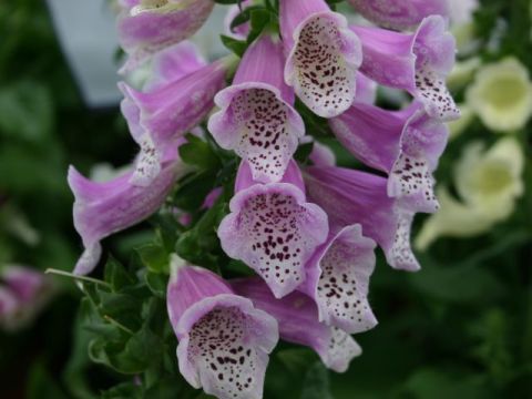 fox-gloves