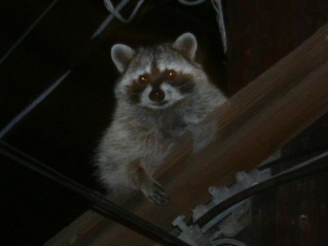 pole-coon