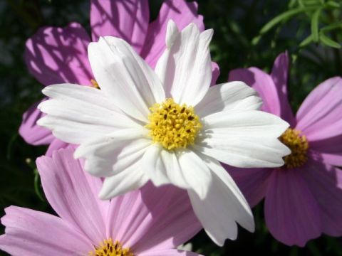 white-cosmos.jpg