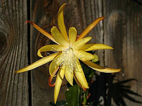 epiphyllum-fruhlingsgold.jpg