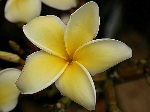 plumeria