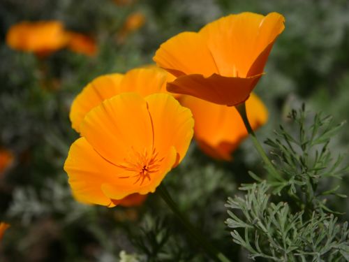 poppies