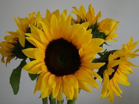 sunflower