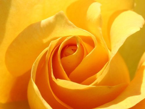 yellow roses pictures. Yellow roses have a shorter,
