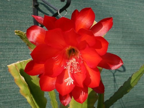 red-epiphyllum.jpg