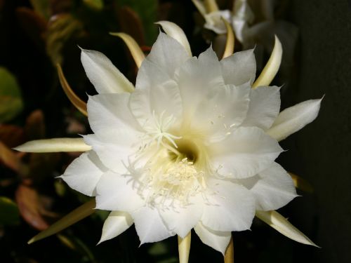 white-epiphyllum