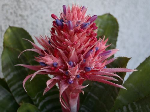 bromeliad