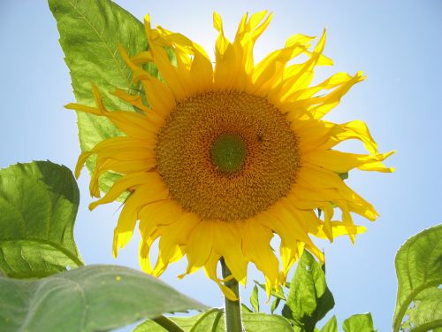 sun-flower.jpg