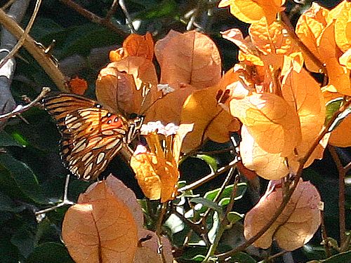 golden-butterfly.jpg