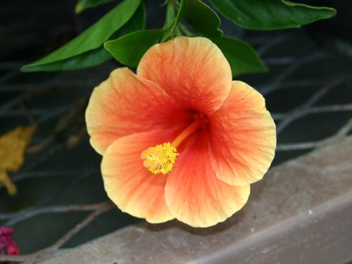 santana-hibiscus.jpg