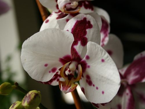 spotted-phalenopsis.jpg