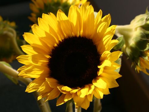 sunflower