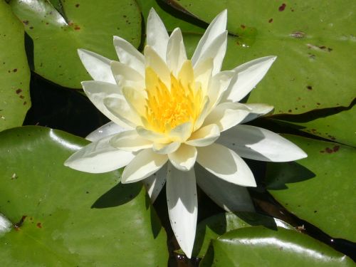 At one point, we passed the reflection pond where koi and water lilies 