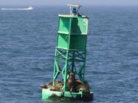 buoy-seals.jpg