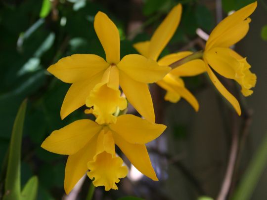 dafforchids.jpg