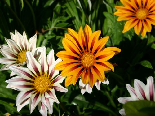 happy-gazanias.jpg