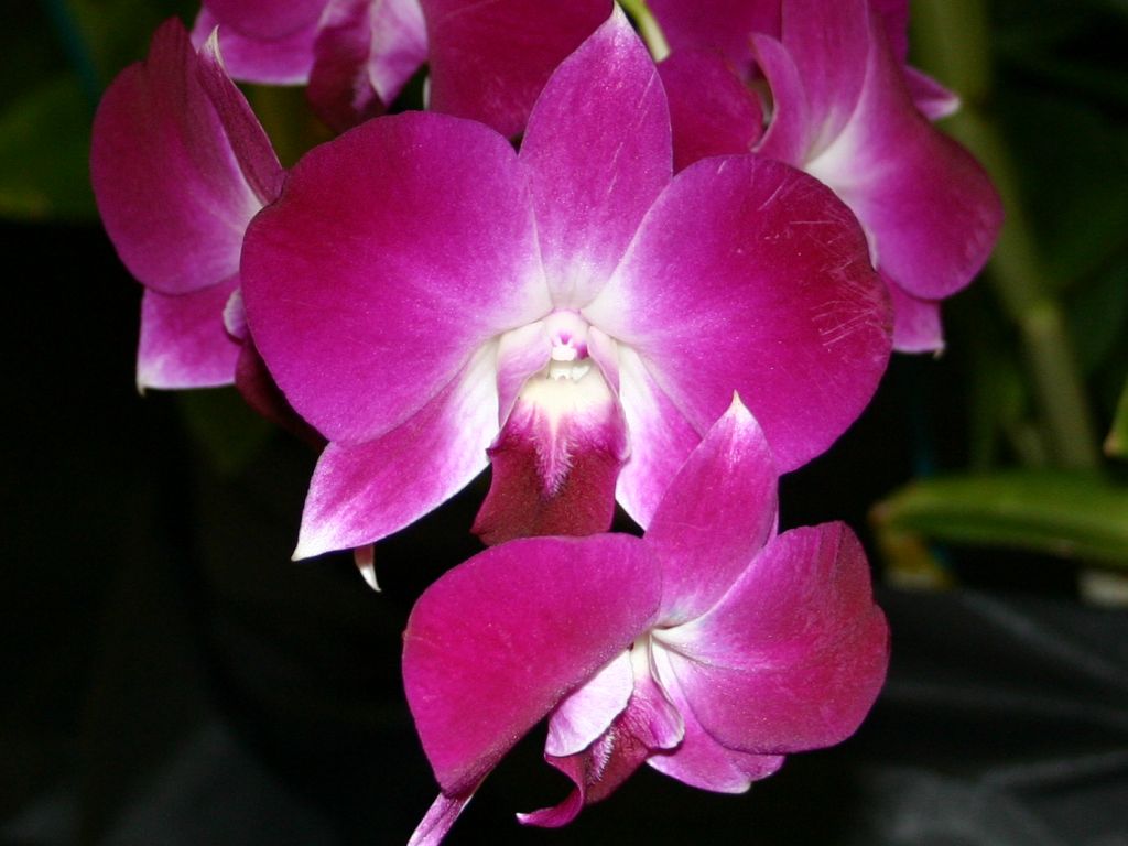 http://capnbob.us/blog/wp-content/uploads/2007/09/pink-orchids.jpg