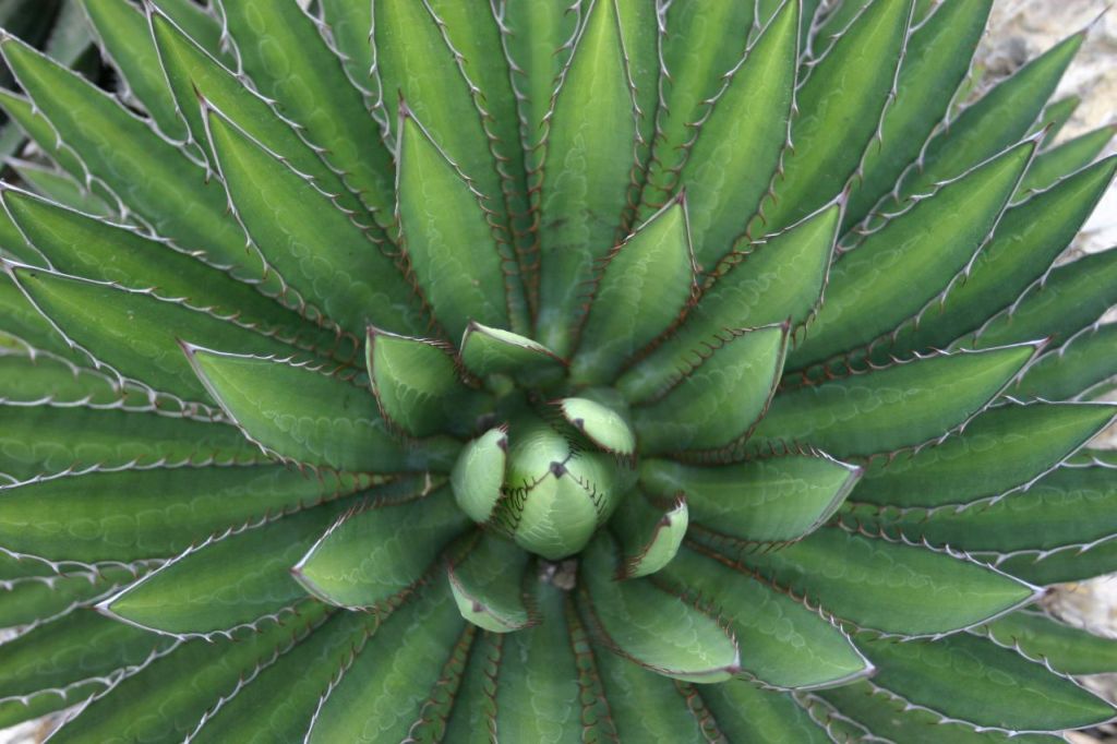 http://capnbob.us/blog/wp-content/uploads/2007/10/agave.jpg