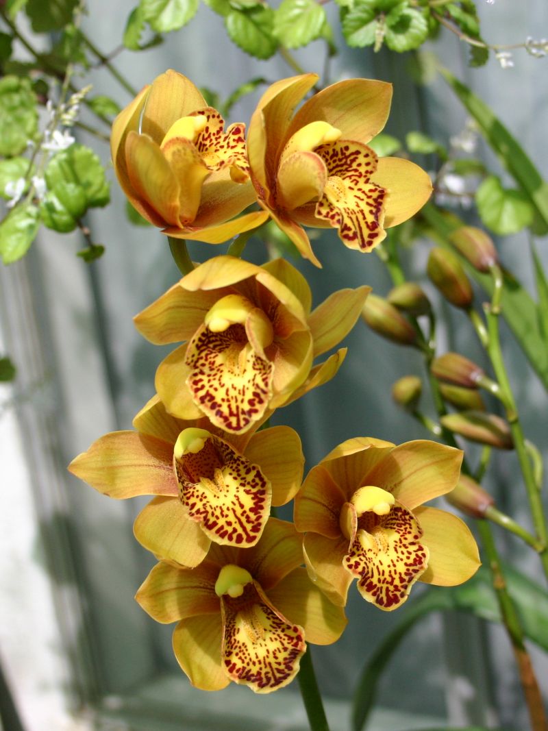 http://capnbob.us/blog/wp-content/uploads/2007/10/new-cymbidium.jpg