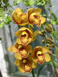 new-cymbidium.jpg