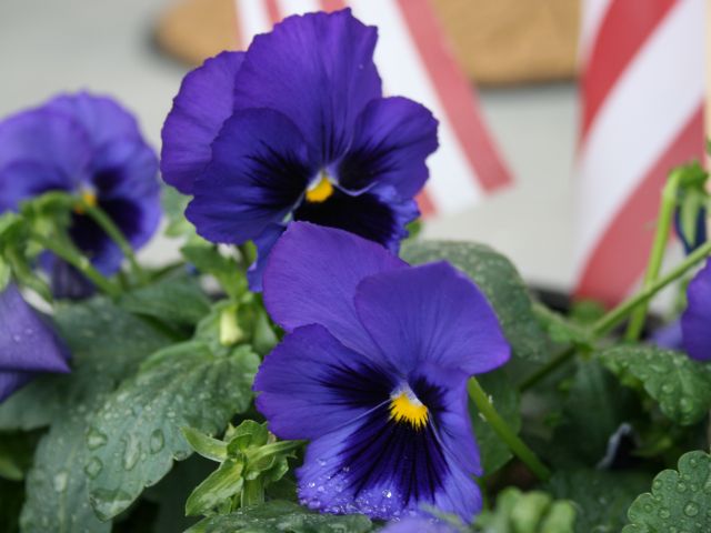 blue-pansy.jpg