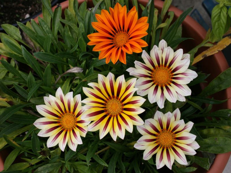 fall-gazanias.jpg