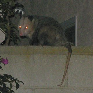 Possum Night