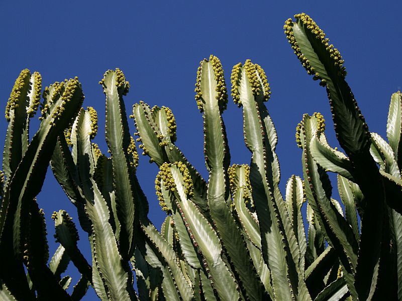 giant-cactus