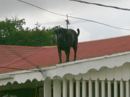 black dog on a red rooftop