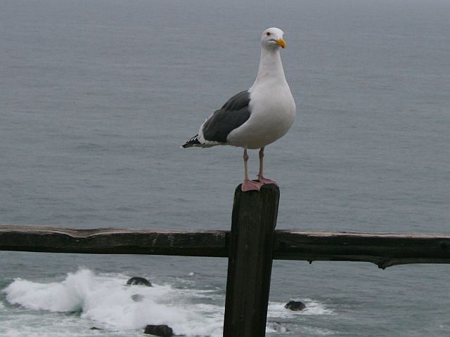 seagull