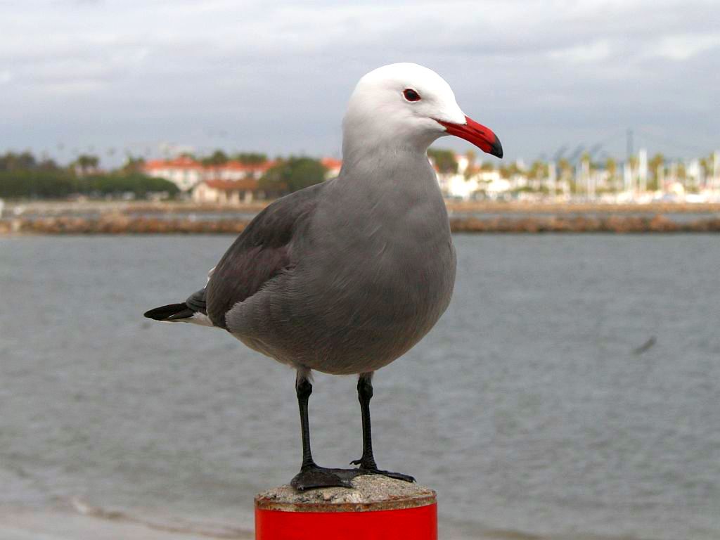 http://capnbob.us/blog/wp-content/uploads/2008/01/heermanns-gull.jpg