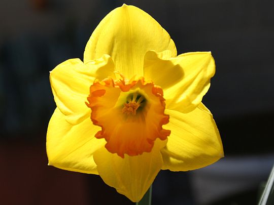 Back-lit Daffodil