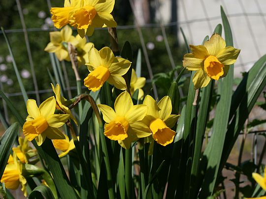 lotsa-daffodils.jpg