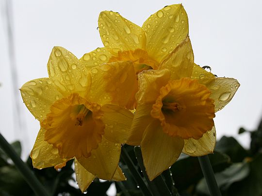 spring-showers