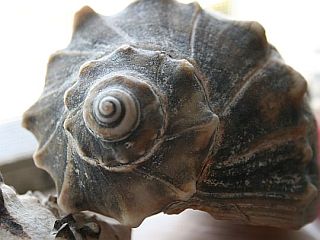 Fibonacci shell
